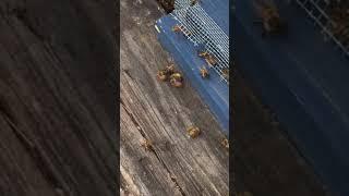 Honeybees wrestling