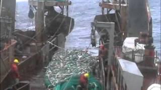 Cod Fishing off Newfoundland 2004