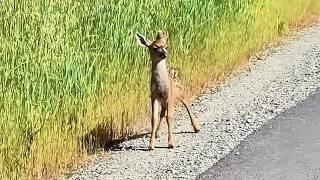Man saves motherless baby deer in the woods, but when he gets home he is shocked