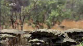 Warrior Chimps - Nat Geo WILD - Mike Cooper - British Voiceover Artist