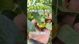 24년 가을 출고! 복조대추 초특급 1년생 특묘 #대추나무 #묘목 #유실수 #fruit #tree #farming