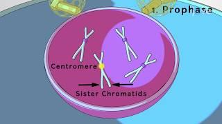 JoVE Core: Bio | Mitosis & Cytokinesis