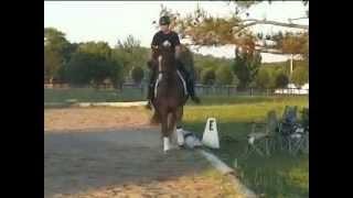 Robin Winkler Dressage prospect