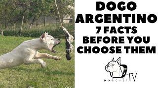 Before you buy a dog - DOGO ARGENTINO - 7 facts to consider!  DogCastTV!