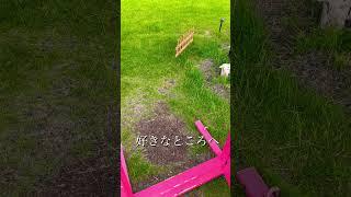 【どこにいく？】どこでもドア #ドラえもん #ひみつ道具