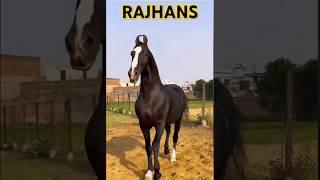 #shorts Marwari horse stallion Rajhansji studfarm #marwarihorse #viral #horse #trending #yt #anime