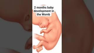 2 months baby development in the Womb #fetus #babygrowth #babyinwomb