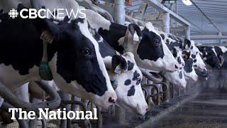 How Canada’s dairy supply management system works — and why Trump hates it