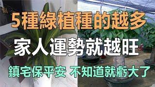 5種綠色植物，家裡放的越多，你家人運勢就越旺，位置要放對哦！