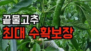 끝물 고추 끝날때까지 끝난게 아니다!이것 3가지만 처리하면!!