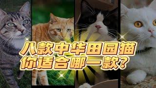 中华田园猫的八种毛色，你适合哪一种？各种毛色的猫有什么不同？