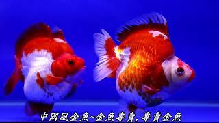 中國風金魚~金魚專賣,專賣金魚~金魚達人 #琉金 #精品金魚