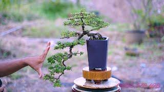 Thọ Bonsai - Cây 86 đã bán  - Linh Sam 86 rin đổ huyền