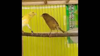 the canary singing bird song