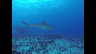 Silvertip shark. This beautiful majestic predator shark is looking for prey for lunch.