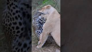 Leopard Mom Fights Lioness to Protect Her Cubs