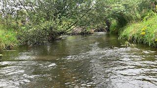 Michigan Trout Fishing - Wading a Creek and Catching Wild Trout