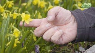 How to Plant Narcissi Tete-a-Tete: Spring Garden Guide