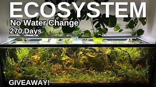 Indoor Freshwater Ecosystem - 270th Day Update