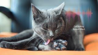 Cat Licking - Sound Effect