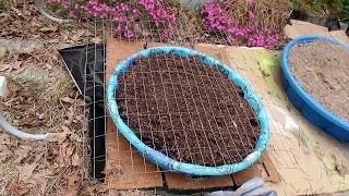 Our First Time Vegetable GardeningContainer Gardening and Garden Plot