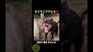 タスマニアデビルの鳴き声暴露します