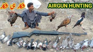 airgun hunting | birds hunting with airgun | pigeon hunt with airgun تلیر کا شکار very munda