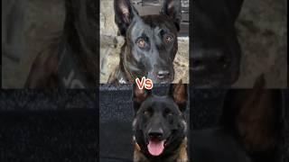 Dutch shepherd vs Belgian malinois #youtubeshorts #dogbreed #ytshorts