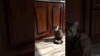 любимый проказник