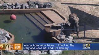 Winter Admission Prices In Effect At Maryland Zoo