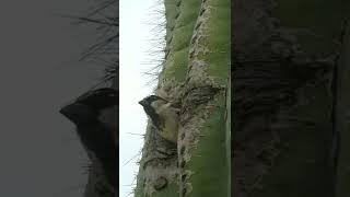 sparrow in a Saguaro