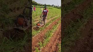 Ginger Cultivation Technique ( Ginger Farming in India short video ).