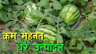 खैरहनीमा सुन फलाउँदै नविन || Watermelon Farming in Nepal ||