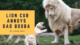 Life at the zoo | Lion cub annoys his dad. Cubs are taught a lesson