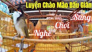 Chào Mào Đấu Giàn | Luyện Chào Mào Bổi Đi Giàn. Chào Mào Hót Đấu Kích Bổi Lên Lửa. chao mao hot dau