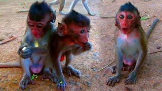 Poor Baby monkey was abandoned , living in group of monkeys, very smart, Ask to beg for food hungry