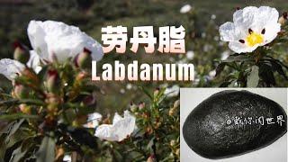 学习香水原料：劳丹脂（赖百当、岩蔷薇）Labdanum