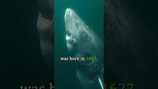 The Oldest Creature on Earth 