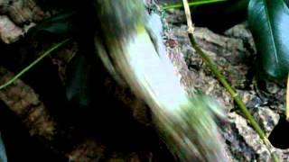 Uroplatus sikorae feeding on snail