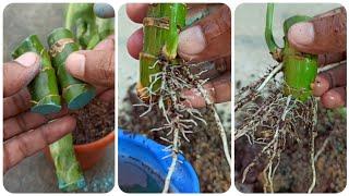 Multiply dieffenbachia plant from stem cutting//100% successful method with update