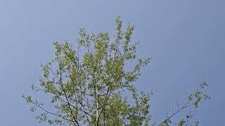 ID that Tree: Quaking Aspen