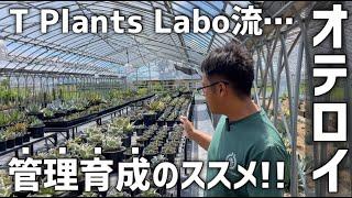 【アガベ】チタノタ.オテロイの作り込みはこうしています!!【T Plants Labo流育成法】