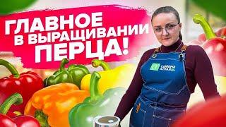 ВСЕ ЧТО НУЖНО ЗНАТЬ О ВЫРАЩИВАНИИ ПЕРЦА! Как посеять сладкий перец