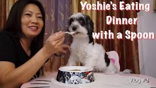 My Coton De Tulear - “Yoshie” - Eating with a Spoon!! // Blind Dog with Lymphoma // Cathie Manalo