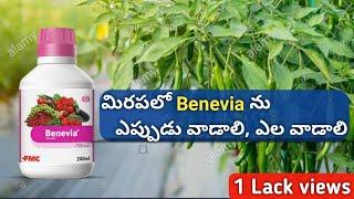 మిరపలో బాగా పనిచేసే మందు benevia | chilli crop cultivation | mirchi crop in telugu | red chilli