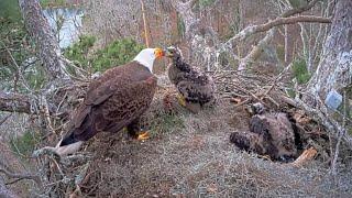 Alex II brings lunch fish  and feed E3-O4 | Kisatchie National Forest | Mar 8, 2025