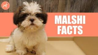 Maltese Shih Tzu (Malshi) Dog Breed: 10 Amazing Facts You Must Know