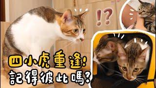 【黃阿瑪的後宮生活】四小虎重逢！記得彼此嗎？