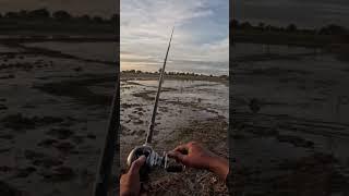 Evening fishing after work #life #fishing #hook_fishing #lifeinwater #shimano #cambodia