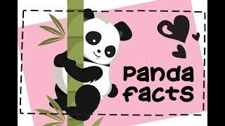 15 Fun Facts about Pandas 